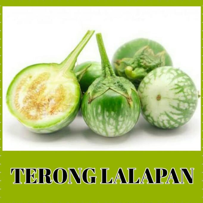 Kualitas Terbaik] Benih Terong Lalap Ijo/Bibit Terong Lalap Bulat/Bibit Terong Ijo