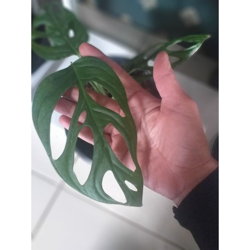 tanaman hias  janda bolong