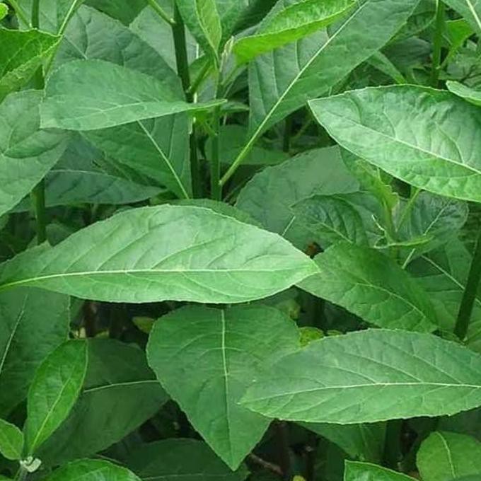 Bibit Daun Afrika Pohon Afrika Bibit Afrika Oflor33 Berkualitas