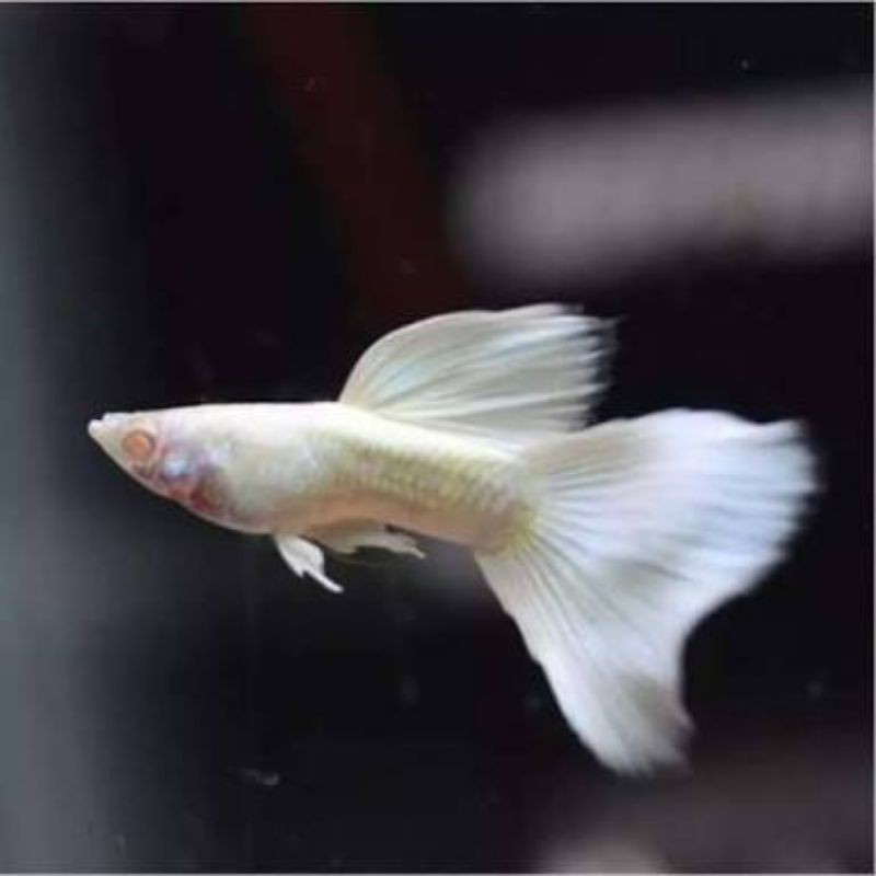 ikan guppy albino full platinum (perpasang)