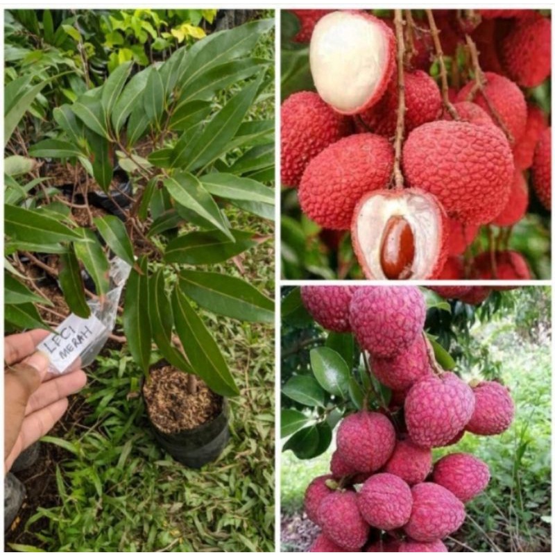 bibit buah leci Kom/leci merah