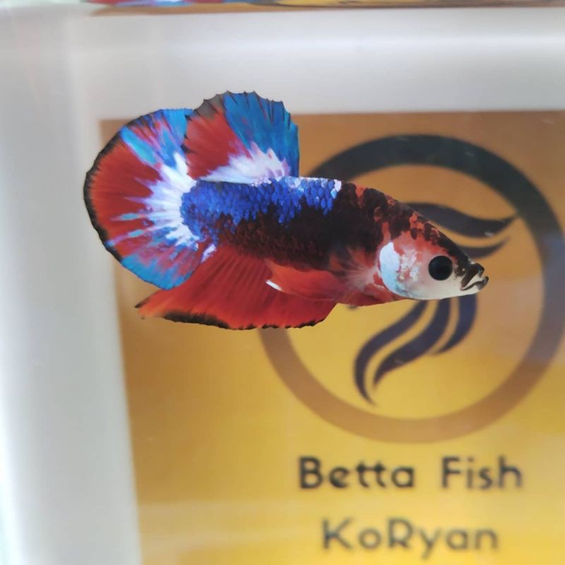 Jual ikan cupang plakat Black Nemo Multicolor