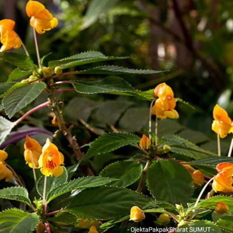 Pacar Air Impatiens Tapak Dara Kuning Bunga Pacarair Vinca Yellow Orange Merambat gantung Outdoor