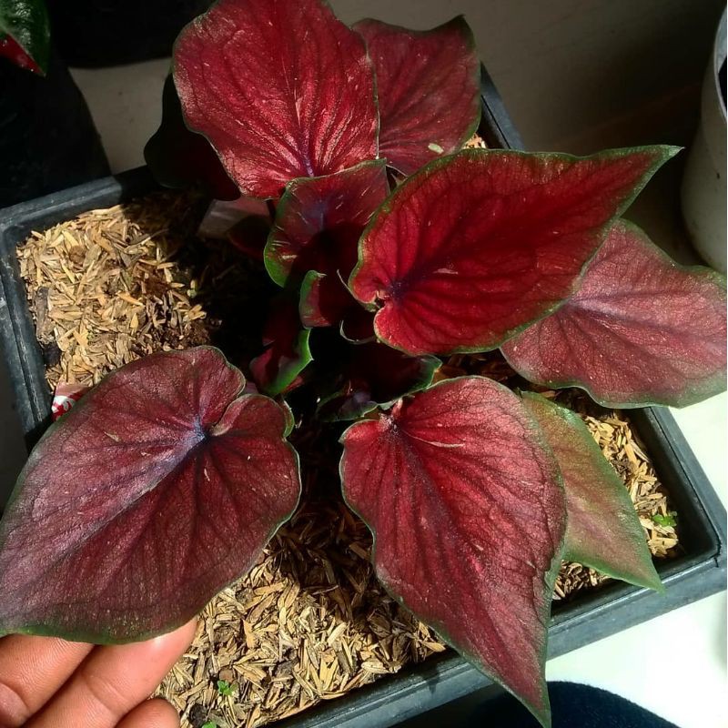 Caladium/Keladi Red Jaguar Daun Ganda/Doble leaf
