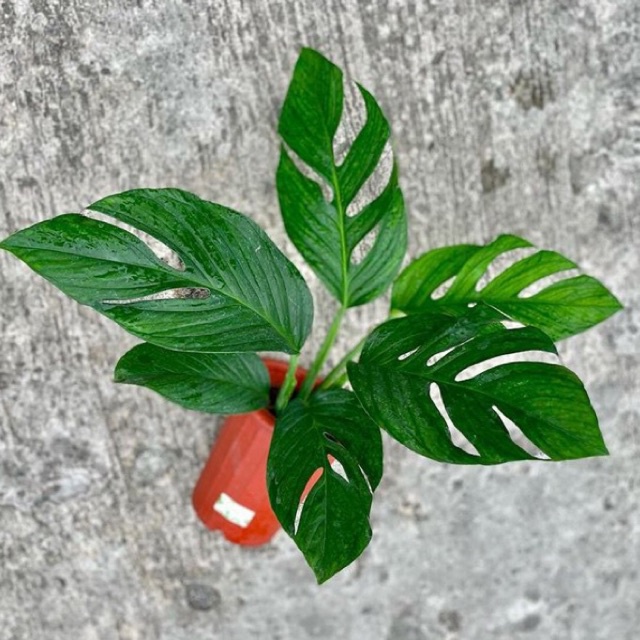 Monstera Pinatipartita