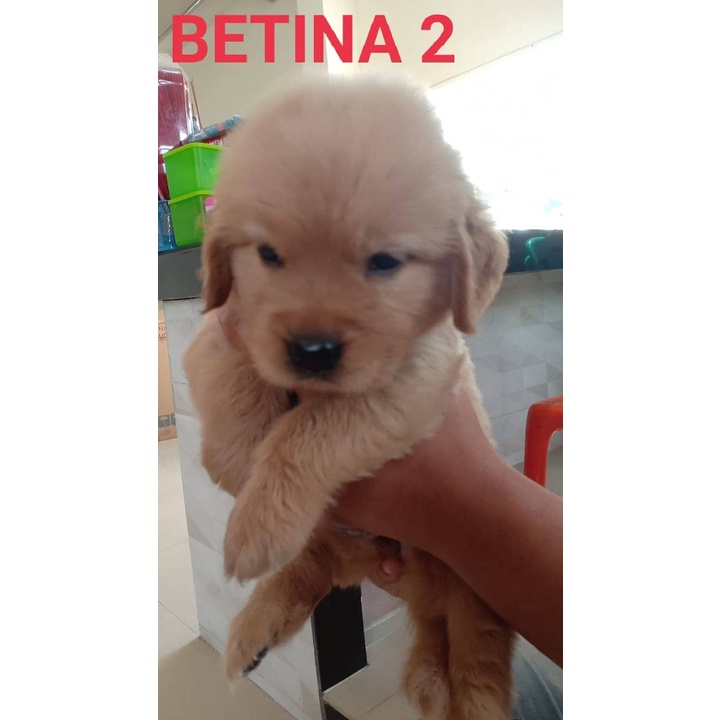 Golden Retriever Stb Vaksin Big Bone Long Hair Microchip Ready / Jual Anjing di Medan