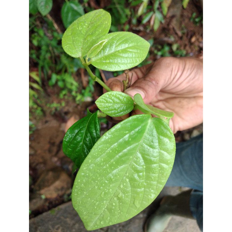 

Obat herbal singa depa/ kiwaro