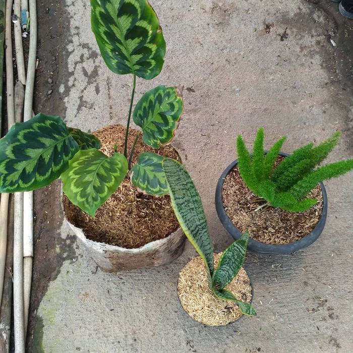 Paket hemat 3 jenis Tanaman hias indoor - Calathea merah - sansivera