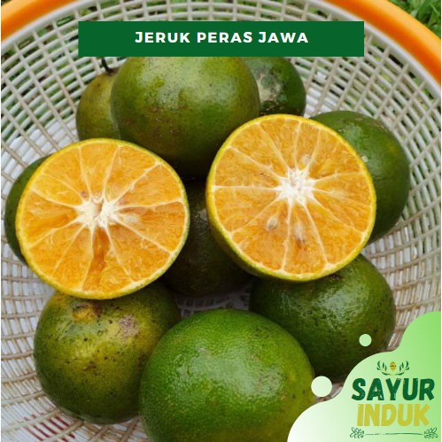 

Sayur Induk - Jeruk Peras Jawa 500 Gram Fresh Grade A Curah