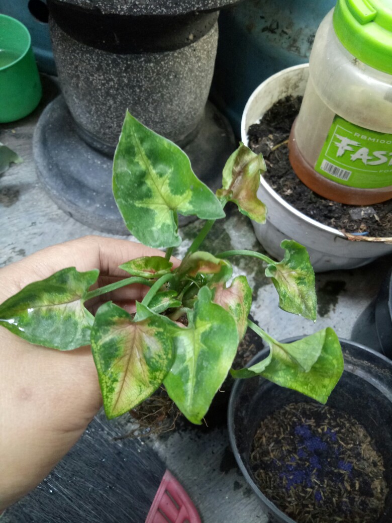 Tanaman Hias Syngonium Mini Maria Allusion