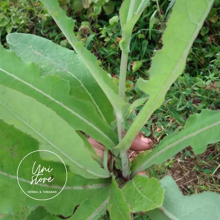 

(COD) 500 gram daun tempuyung segar petik langsung