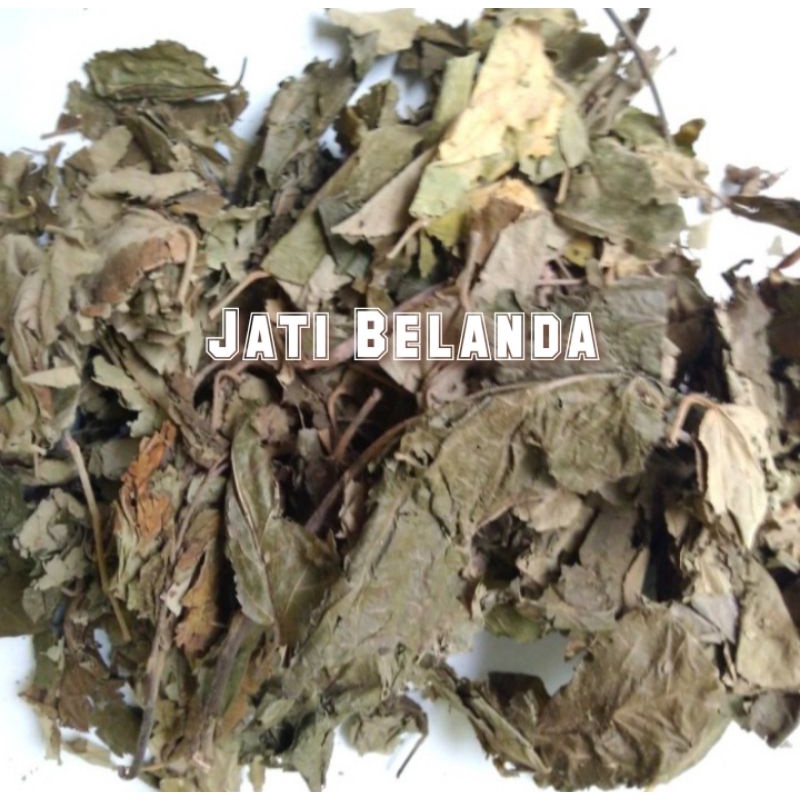 

Teh pelangsing herbal | Daun jati belanda kering 500 gram