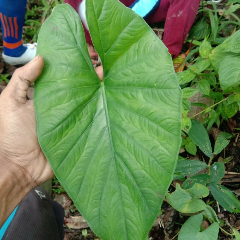 Alocasia  Melo Badak Borneo