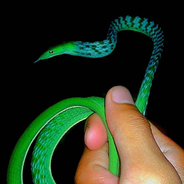 Ular pucuk/ ahaetula prasina