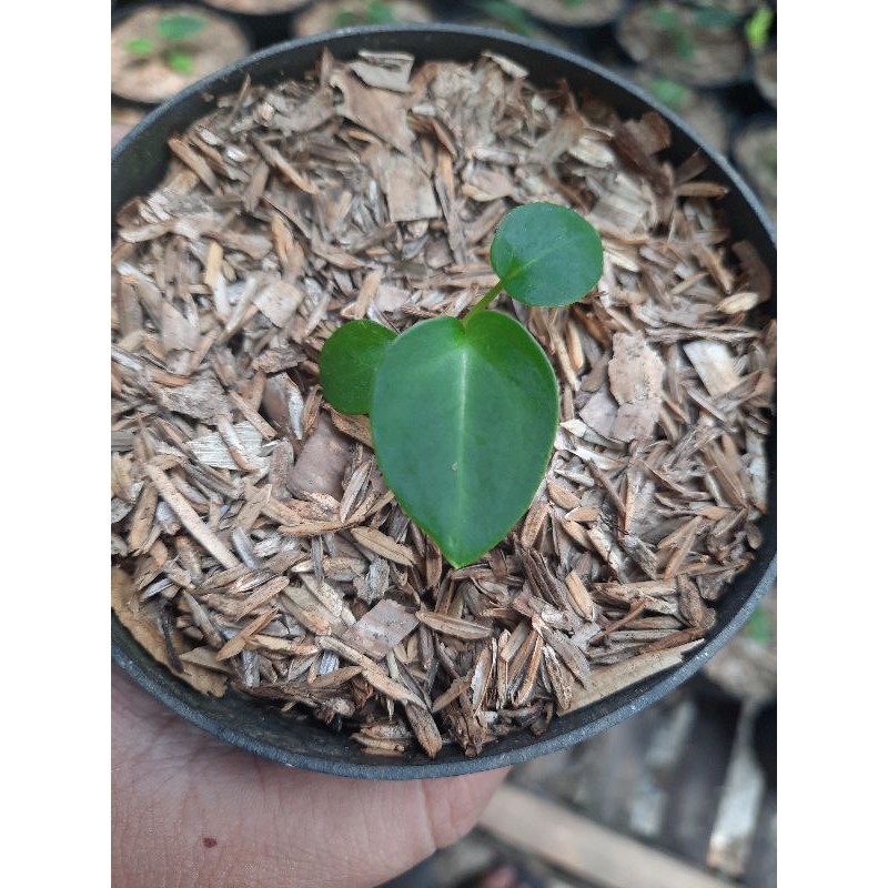 Baby Anthurium Forgetii (Hybrid)