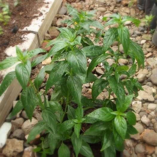 Bibit Tanaman Obat Daun Sambiloto Bibit Sambiloto