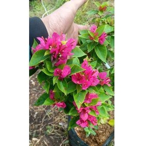 tanaman hias bugenvil/ bugenvil biasa dan singapur/bunga bugenvil