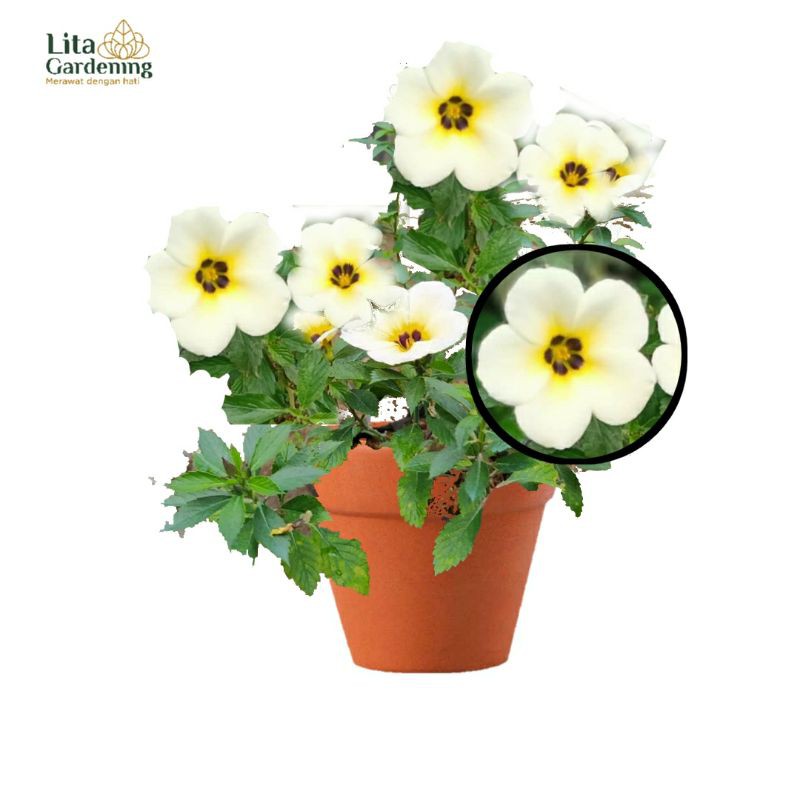 Tanaman Bunga Yolanda