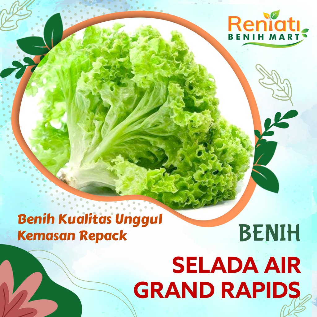 Bibit sayuran - 120 biji benih sayur selada kriting / selada air
