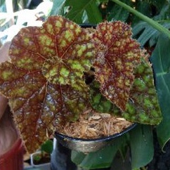 Tanaman Hias Begonia Keong Emas/Tanaman Hias Begonia Escargott Kuning