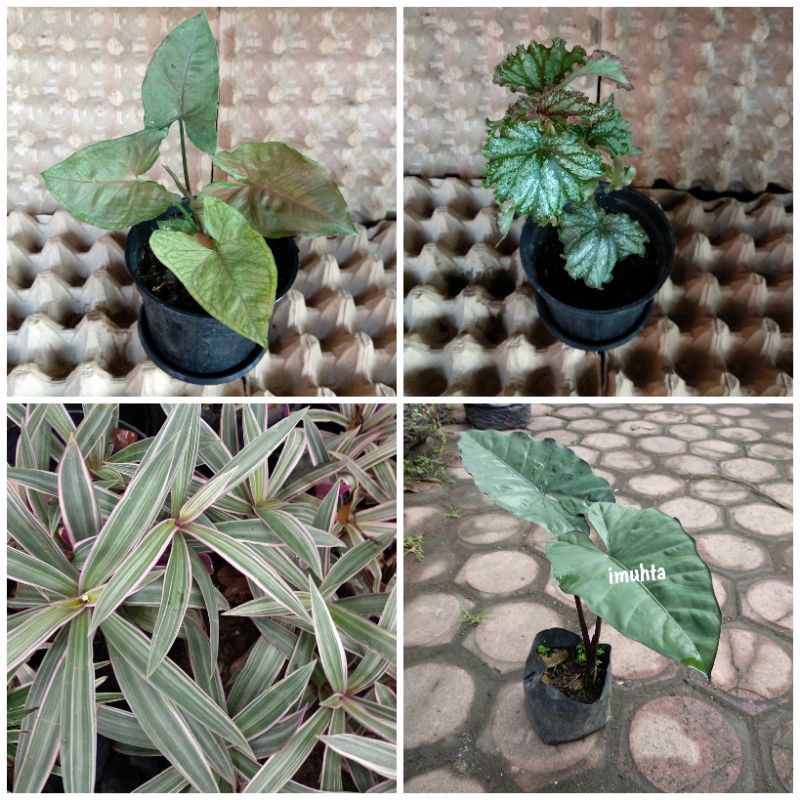 Begonia / adam hawa / syngonium Maria