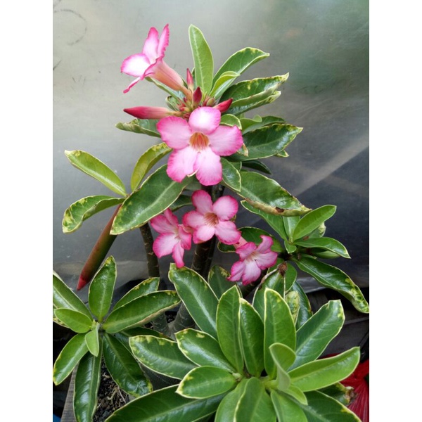 Biji/Seed ADENIUM KARAKTER |TS PETCH BAN  NA(PBN)  RAYSH ADENIUM