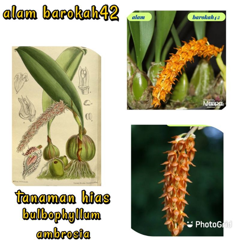 Tanaman hias bulbopyllum ambrosia siap berbunga