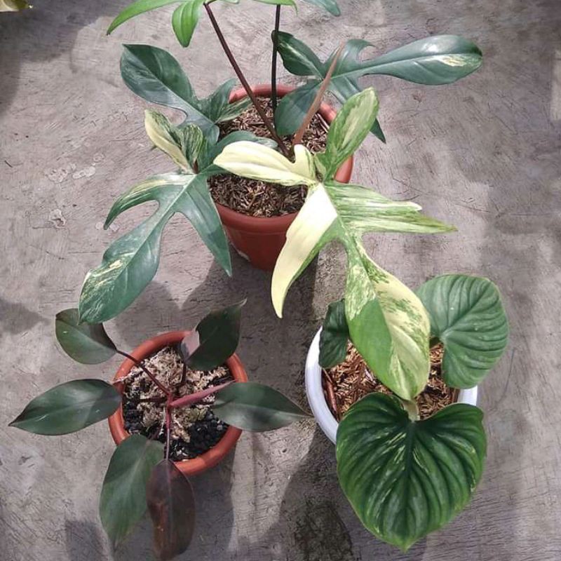 Paket 3 Bibit bonggol Philodendron Florida Ghost Varigata, Plowmani, Pink Princess