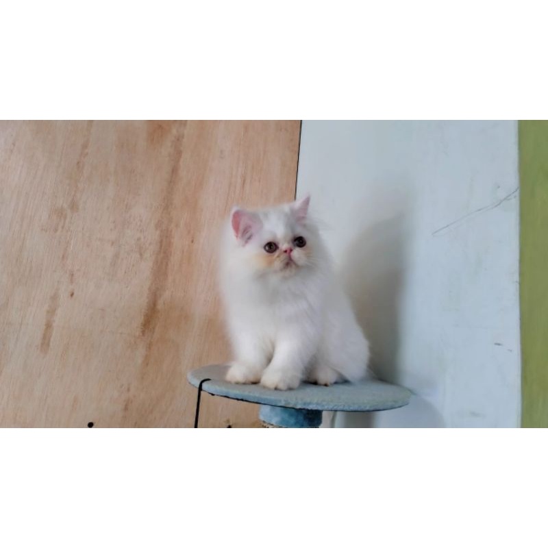 PEAKNOSE WHITE SOLID