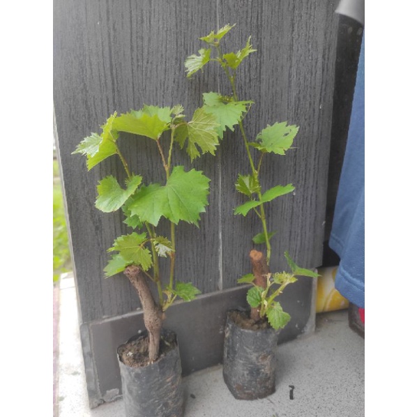 Bibit Anggur Red master (cocok untuk rootstok)