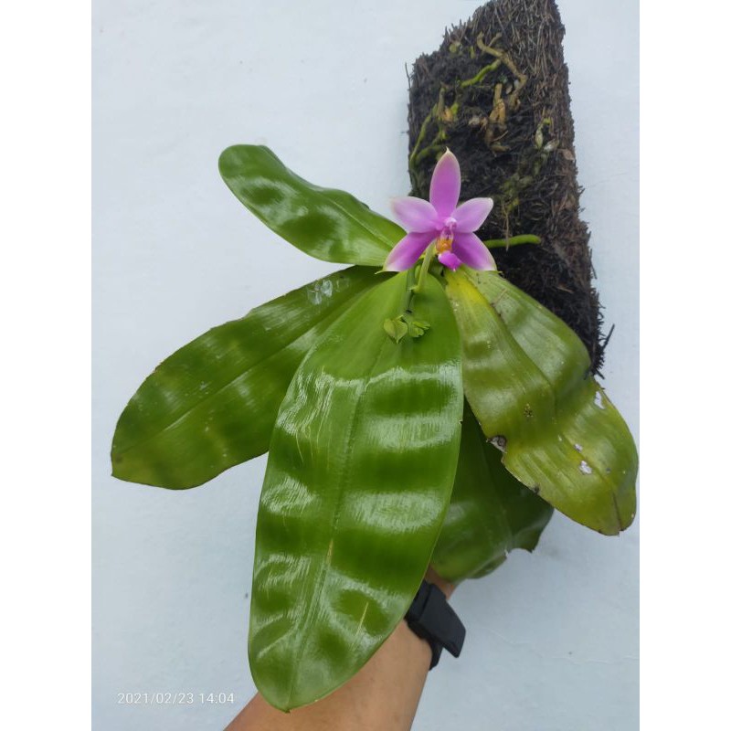 Promo edisi lepasin koleksi Phalaenopsis Violacea dewasa Rawatan