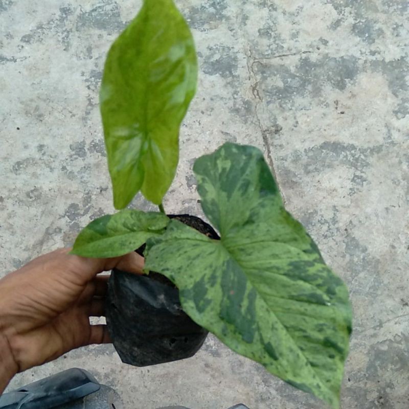 SINGONIUM MOJITO 1 daun