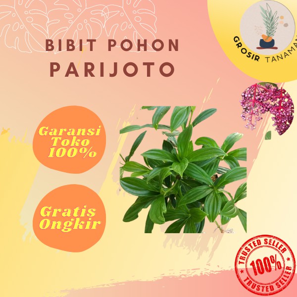 Bibit Tanaman Parijoto Tanaman Buah Parijoto
