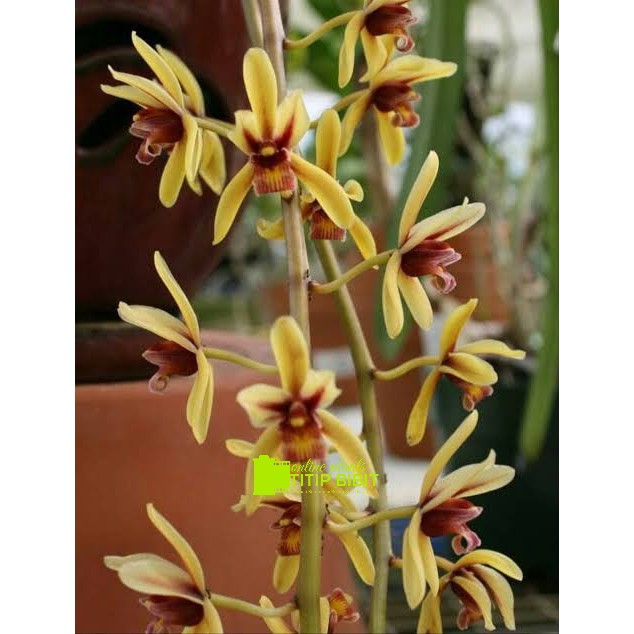 anggrek spesies Cymbidium finlaysonianum