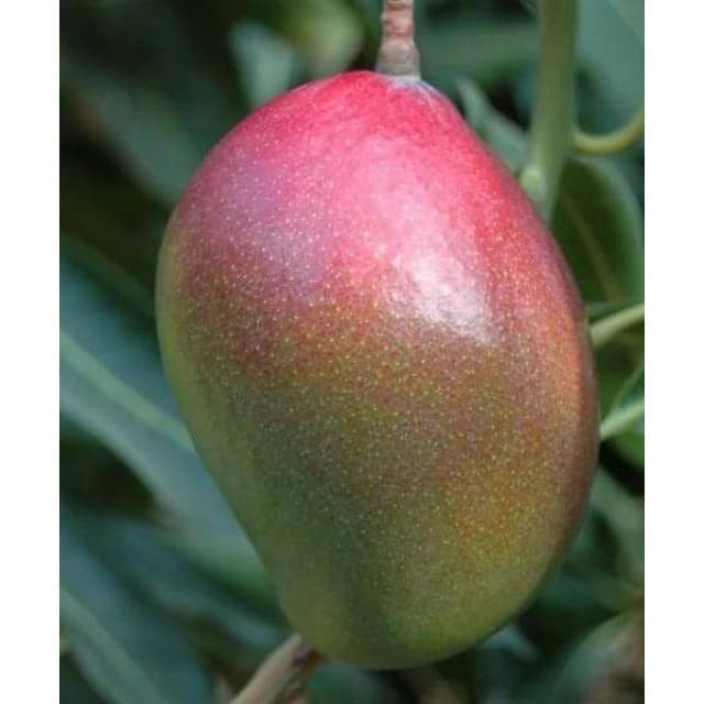 Bibit Mangga kasturi