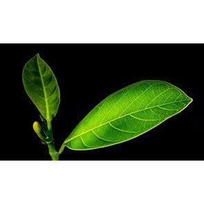 

Daun Nangka Segar 250 gram