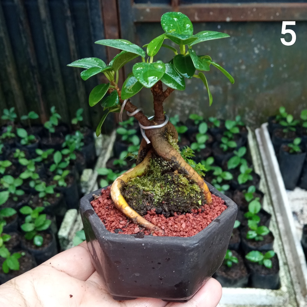 Mame Beringin Dolar / Beringin Korea Model #5, Bonsai Mame Shito Dari semai Biji
