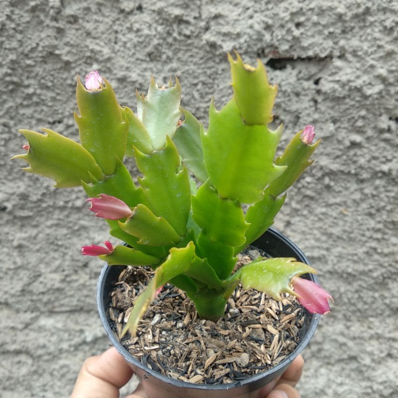 Schlumbergera Truncata | Sukulen | D 10cm