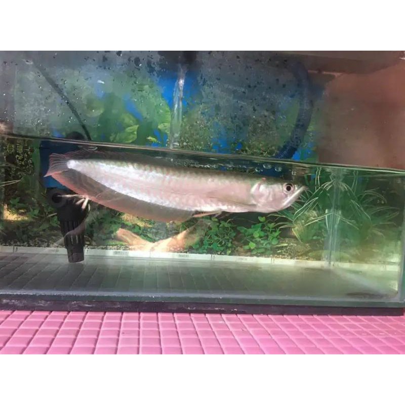 ikan arwana/arowana silver red serat merah ukuran 12-15cm