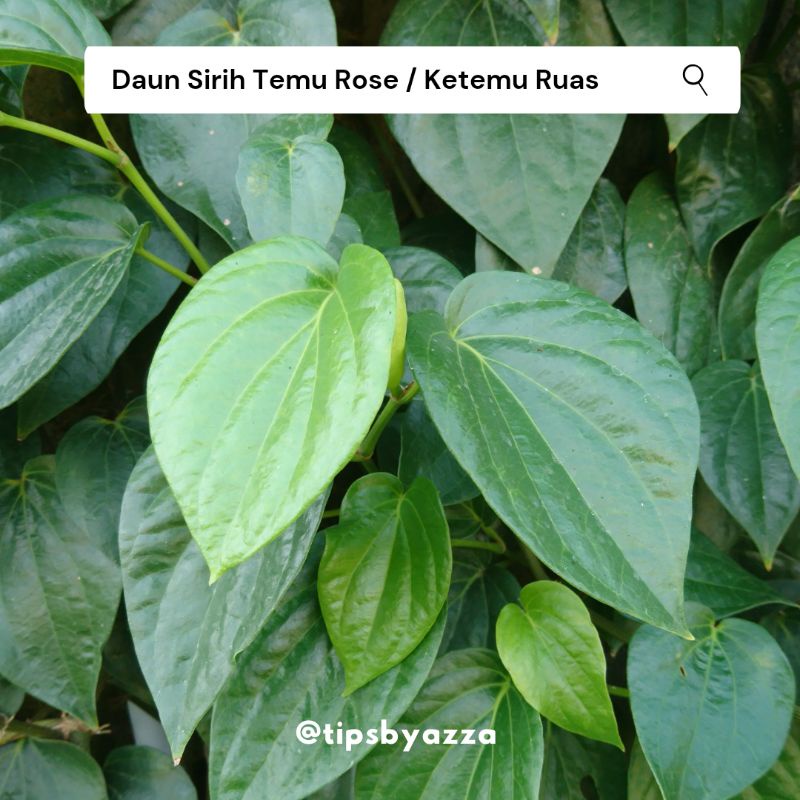 Daun Sirih Temu Rose | Daun Sirih Ketemu Ruas | Daun Sirih Segar Langka