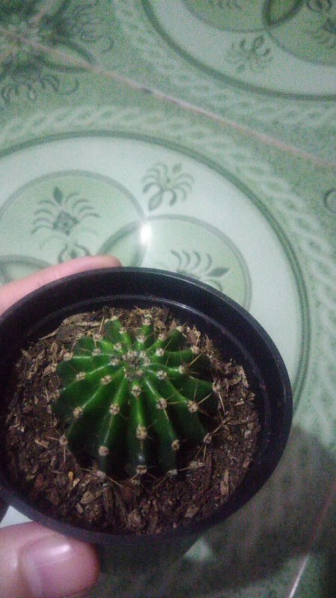 Kaktus Echinopsis