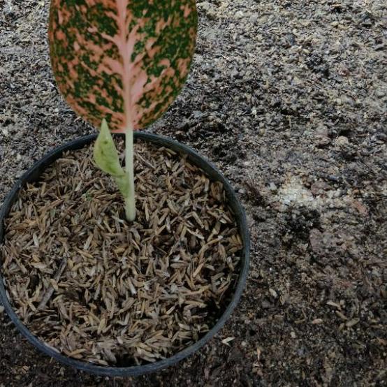 ➩ aglonema stardust orange anakan ➲