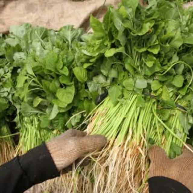 

SAYUR HIJAU PERBALL ISI 10 PCS