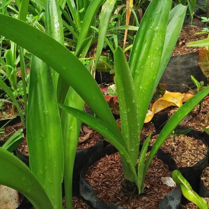 tanaman hias bakung bunga putih besar / pohon bakung