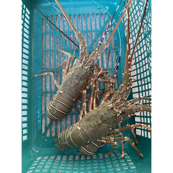 lobster Pakistan hidup