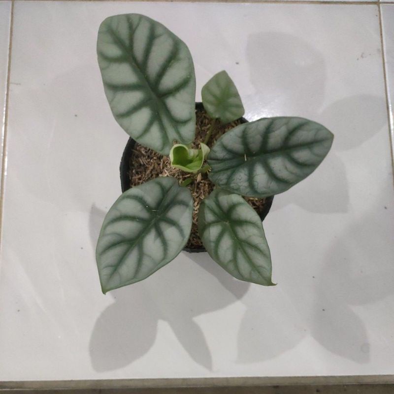 Bunga keladi tengkorak silver / alokasi/alocasia tengkorak silver/silfer