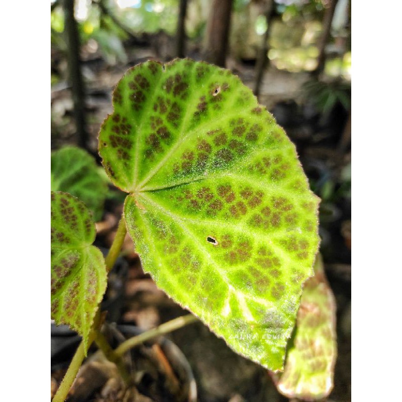 Begonia sp borneo