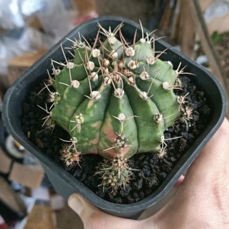 Tanaman Gymno Miha Hybrid Variegata Indukan