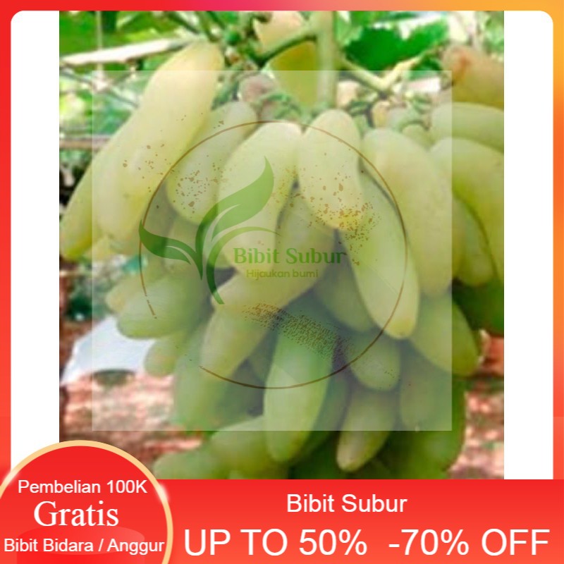 bibit anggur import banana