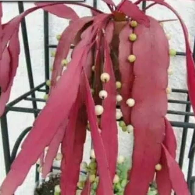 BUNGA WIJAYA KUSUMA TASBIH -bibit wijaya kusuma tasbih -kusma tasbih